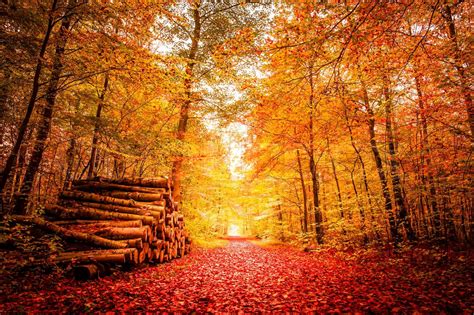 Autumn forest with golden colors | Stock image | Colourbox