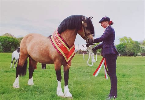 Why you should buy a Welsh Pony or Cob!