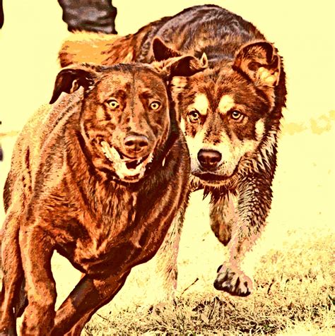 Running Dogs Free Stock Photo - Public Domain Pictures