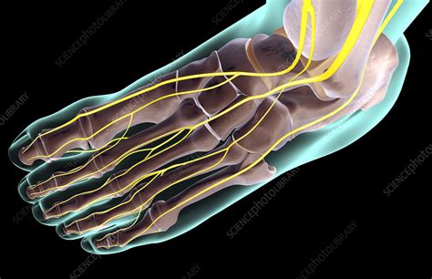 Plantar Foot Nerve Anatomy