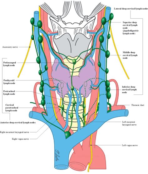 Classification of Regional Lymph Nodes in Japan | Semantic Scholar