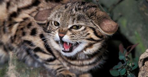 Top 10 Scariest Cats - A-Z Animals