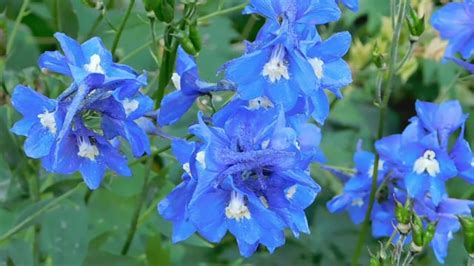 Blue Delphinium Flowers Free Stock Video - Pixabay