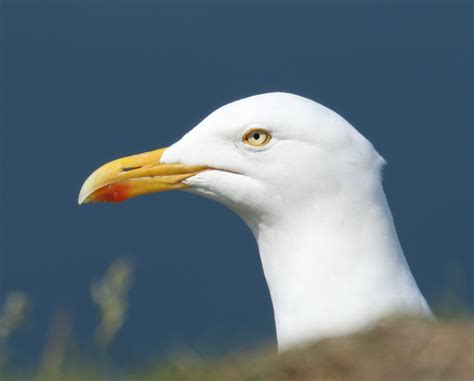 European Herring Gull by Billy Harbottle - BirdGuides