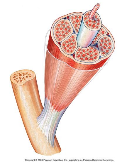 Muscle Structure Diagram Diagram | Quizlet