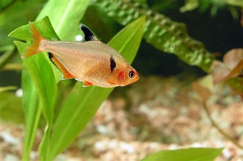 Red Phantom Tetra Care Guide - Your Aquarium Place