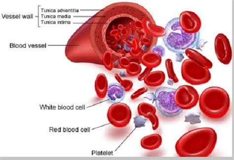 Sel darah merah (Eritrosit) - berbagaireviews.com