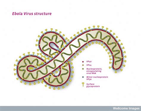 B0009905 Ebola virus structure, illustration - Jon Lieff, MD