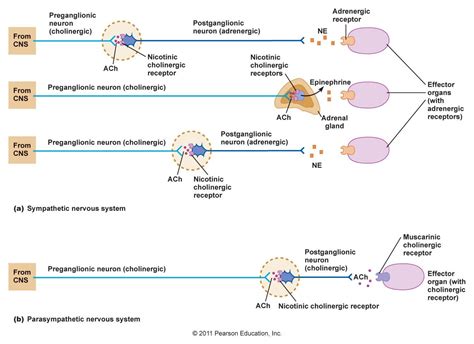 Autonomic Receptors | Autonomic nervous system, Nursing school survival ...