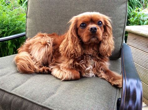 Beautiful ruby Cavalier King Charles Spaniel, Fudge | King charles ...