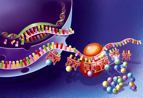 Amino Acids Quiz