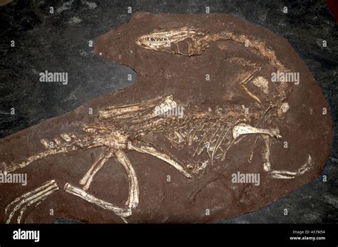 Coelophysis skeleton fossil Natural History Museum London SW7 Stock Photo - Alamy