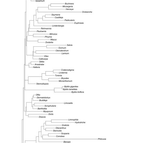 Phylogeny of Lamiales inferred from parsimony, likelihood and Bayesian... | Download Scientific ...