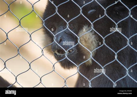 ZSL London Zoo, UK. 25th May 2017. Gibbons swing into London in their new enclosure opening 27th ...