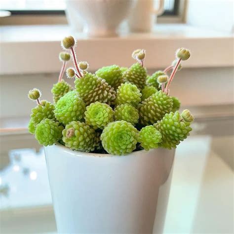 Unusual Succulents Plants | Lipstick Alley