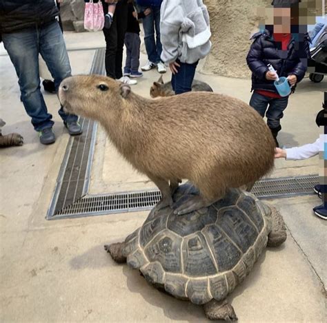 Capybara | Süße tiere, Meerschweinchen, Wasserschwein