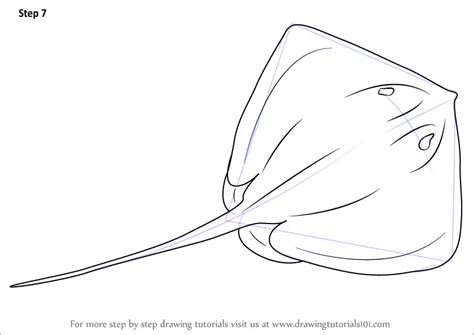 Learn How to Draw a Stingray (Fishes) Step by Step : Drawing Tutorials