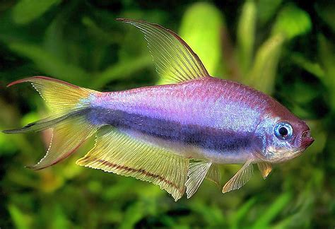 JOE'S AQUAWORLD FOR EXOTIC FISHES MUMBAI INDIA 9833898901: imported tetra varities .ember tetra ...