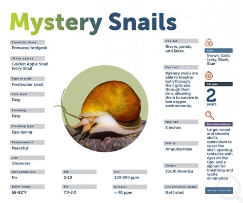 The Mystery Snail is Finally Resolved! What Was It All About??