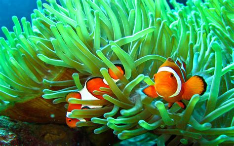 Clownfish And Anemone Wallpaper