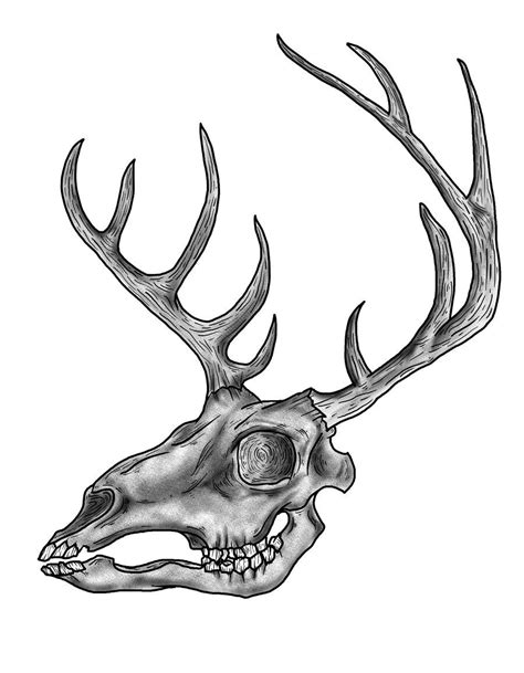 Drawings Of Deer Skulls | Free Download Clip Art | Free Clip Art ...