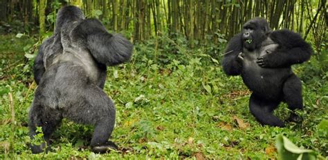 How do gorillas fight, how do silverback gorillas fight, silverback fight