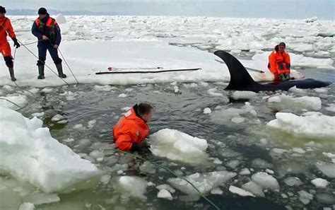 Killer Whale Rescue In Russia