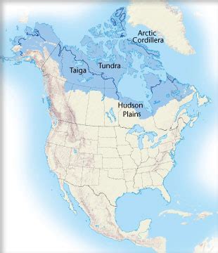 unbeaten star: Where Is Arctic Tundra Located