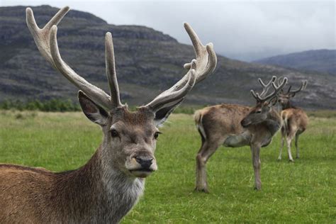 Rothirsch (Cervus elaphus) - Schöpfung