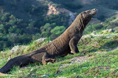 8 Fakta Komodo, Spesies Kadal Terbesar di Bumi yang Terancam Punah Halaman all - Kompas.com