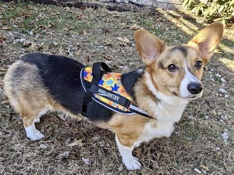 Corgi Dog Walking Harness - Zeke Stylish Dog Harness