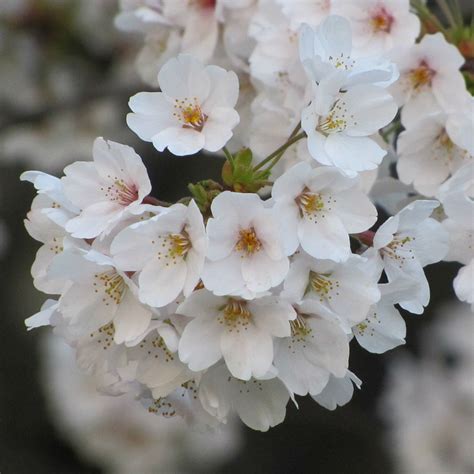 Sakura Season! Seeing Kanazawa's Cherry Blossoms in One Day