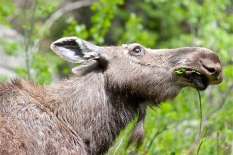 Wildlife Safety and Etiquette | Jackson Hole Wildlife Safaris