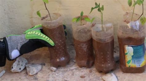 My Permaculture Kitchen Garden in Hargeisa #somaliland - Sezmak Process