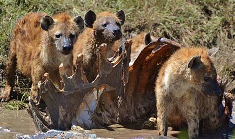 Hyenas Eating Kenya Africa Stock Photos, Pictures & Royalty-Free Images - iStock