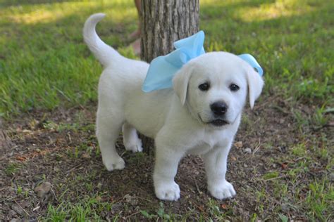 White Lab Puppy - - would love to take pic like this of Little Bonny and Baby. | Lab puppies ...