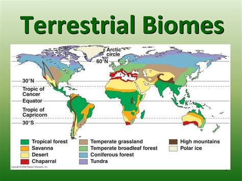 PPT - Terrestrial Biomes PowerPoint Presentation, free download - ID ...