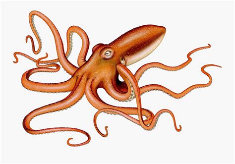 Squid Clip Art , Free Transparent Clipart - ClipartKey