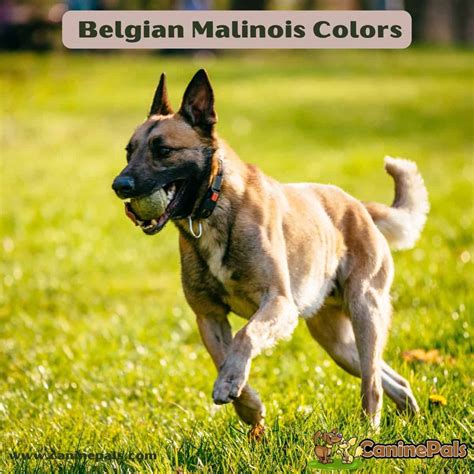 Complete Belgian Malinois Colors, Patterns and Pictures - Canine Pals