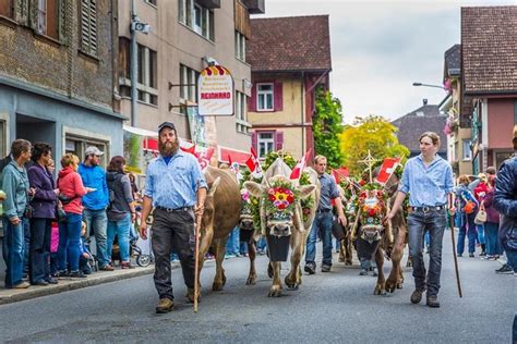 Swiss Cow Parade - Alpine Festival: Triphobo