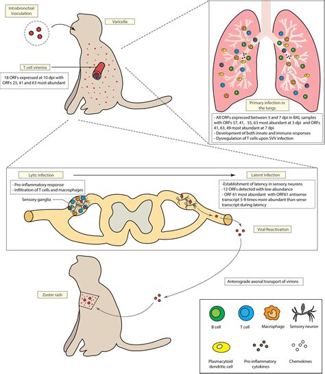 Frontiers | Varicella Virus-Host Interactions During Latency and Reactivation: Lessons From ...