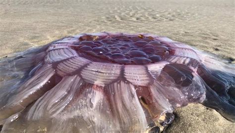 Massive lion's mane jellyfish washes up on north Auckland beach | Newshub