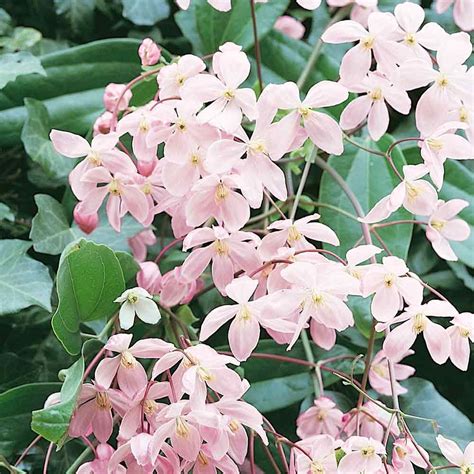 Clematis armandii Appleblossom | Clematis armandii, Climbing clematis, Clematis