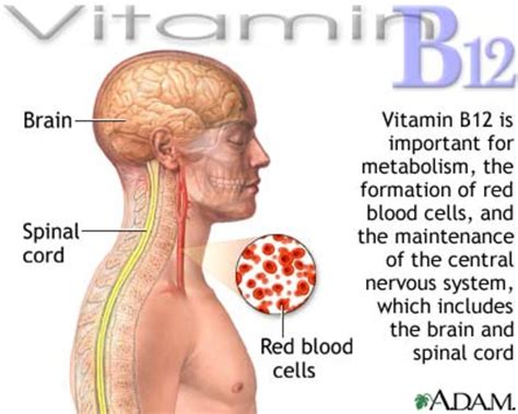 Health Benefits of Using Vitamin B12 | HubPages