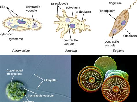 Kingdom Protista and Kingdom Fungi — lesson. Science State Board, Class 7.