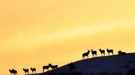 SLIDESHOW: Viewers submit beautiful photos of Montana wildlife!