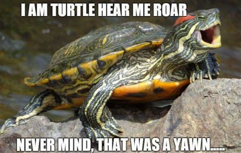 Turtle Meme