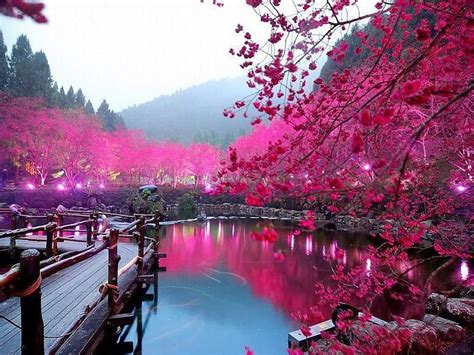 Sakura Lake, sakura, garden, nature, pink, lake, cherry blossom, HD ...