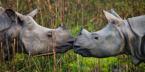 Baby Animals in the Wild: Growing Up in India, Nepal and Bhutan