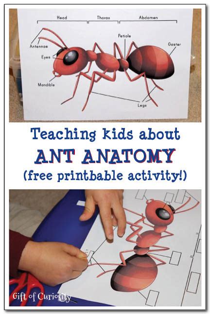 Ant Anatomy Printable - Homeschool Printables for Free